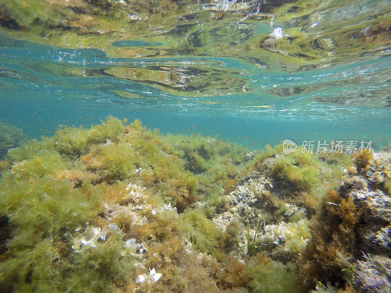 水下图像，圣安东尼奥角自然保护区，Denia Alicante西班牙